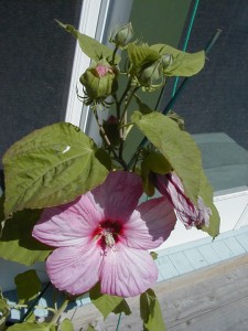 hibiscus6