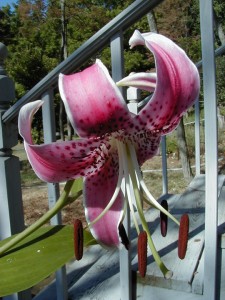 lily2