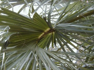 palm1