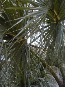 palm10