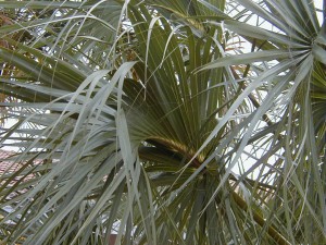 palm11