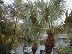 palm12