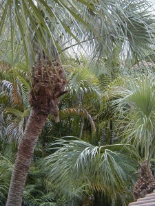palm13