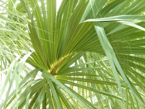palm2