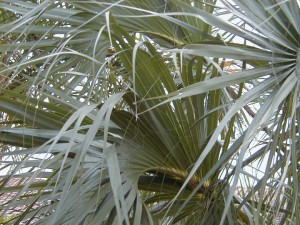 palm3