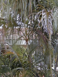 palm4