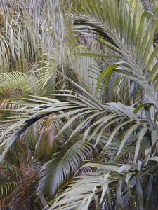 palm5