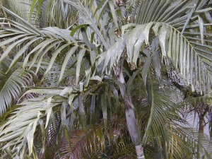 palm6