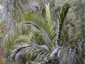 palm7