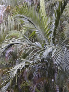 palm8