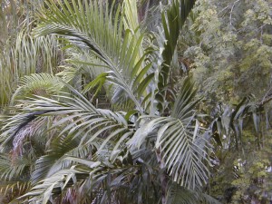 palm9