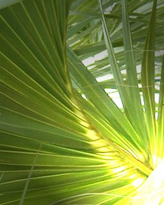palms1