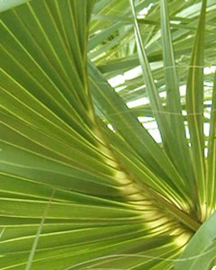 palms2