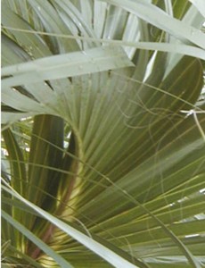 palms3