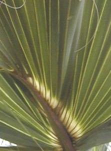 palms4