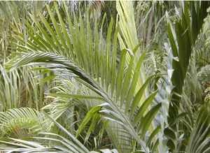 palms5