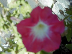 petunia