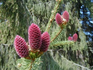 pinecone2