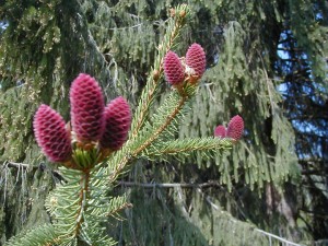 pinecones1