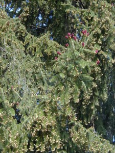 pinecones2