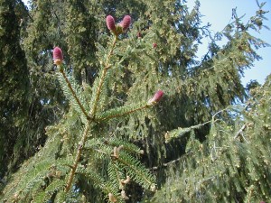 pinecones3