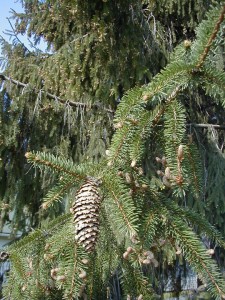 pinecones4