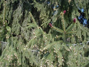 pinecones5