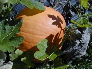 pumpkin2