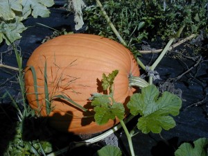 pumpkin3