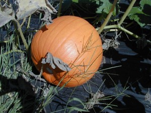 pumpkin4