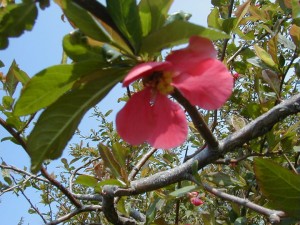 quince1