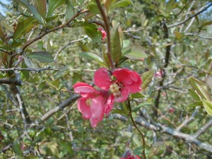 quince2