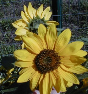sunflower1