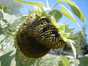 sunflower10