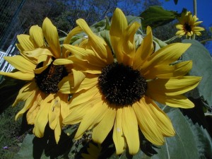 sunflower11