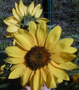 sunflower2