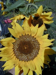 sunflower3