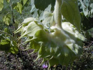 sunflower4