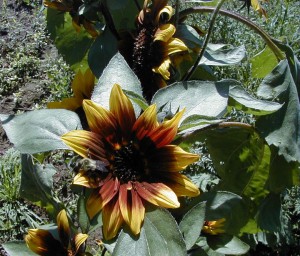 sunflower5
