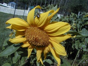sunflower6