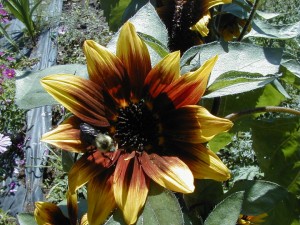 sunflower7