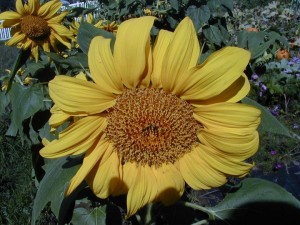 sunflower8
