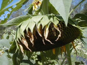 sunflower9
