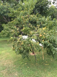 thumb_IMG_0037_1024