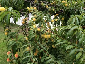 thumb_IMG_0040_1024