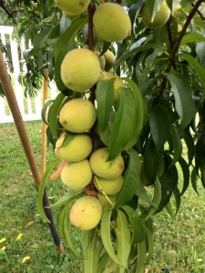 thumb_IMG_0041_1024
