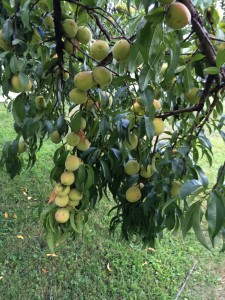 thumb_IMG_0042_1024