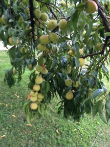 thumb_IMG_0043_1024