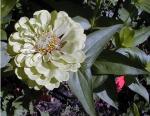 zinnia